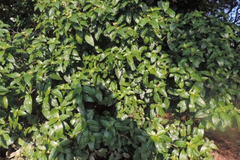 cespuglio mediterraneo: Viburnum tinus (cfr.)